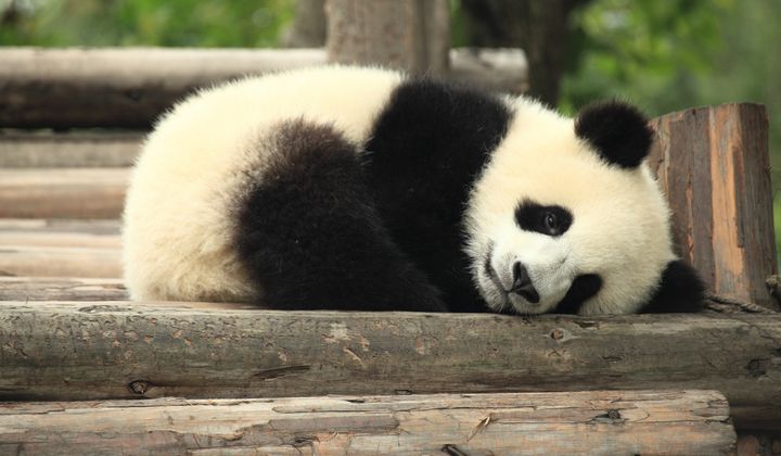Why are giant pandas under threat?