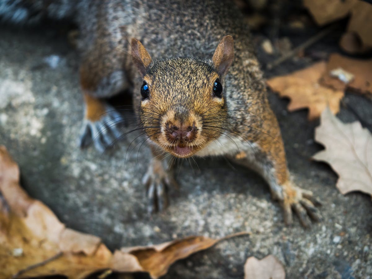 Why are GREY squirrels bad for red squirrels?