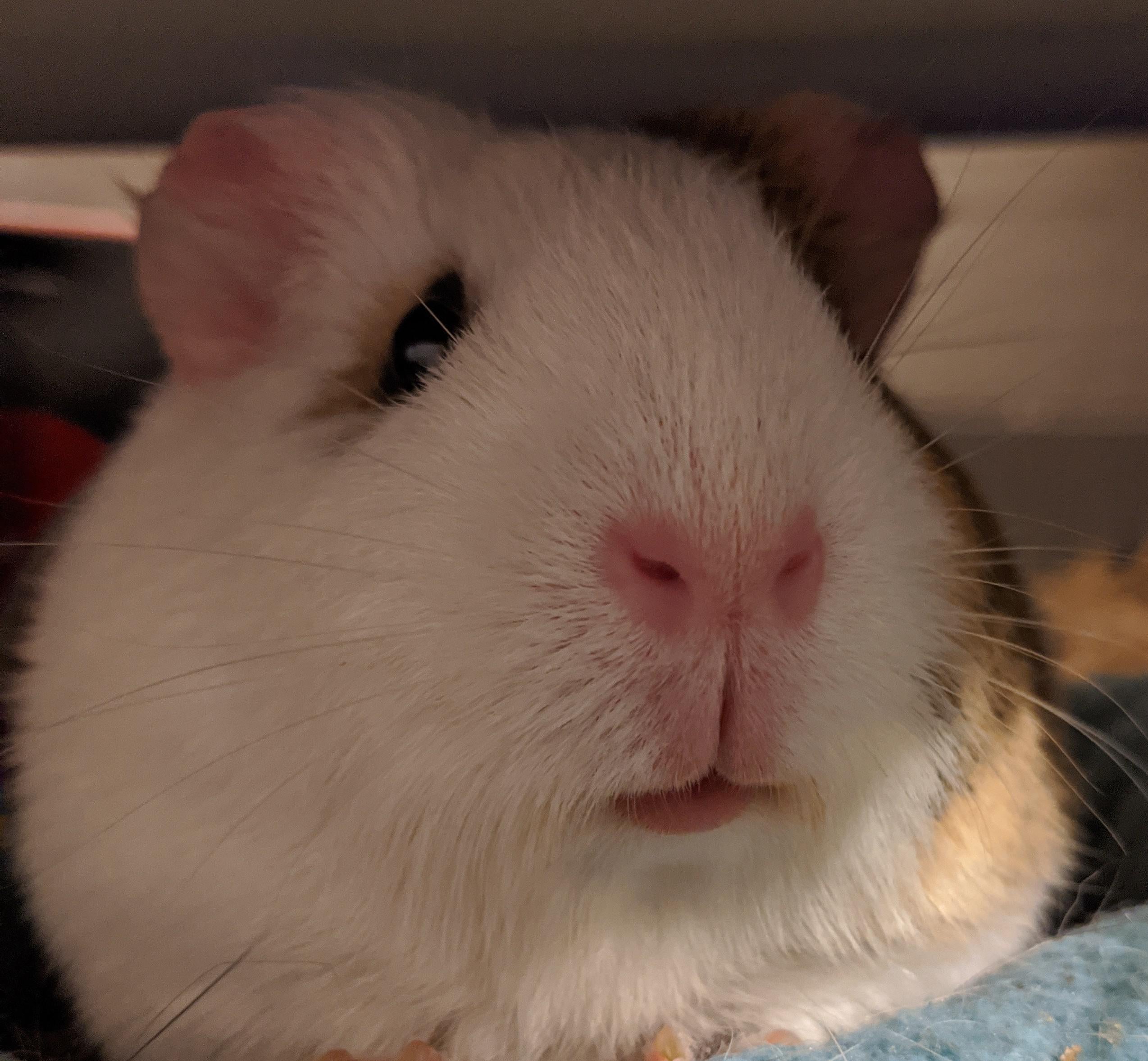 Why are guinea pigs so cute?