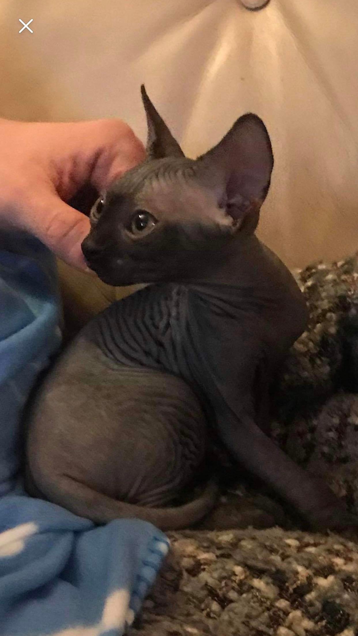 Why are hairless cats bad?