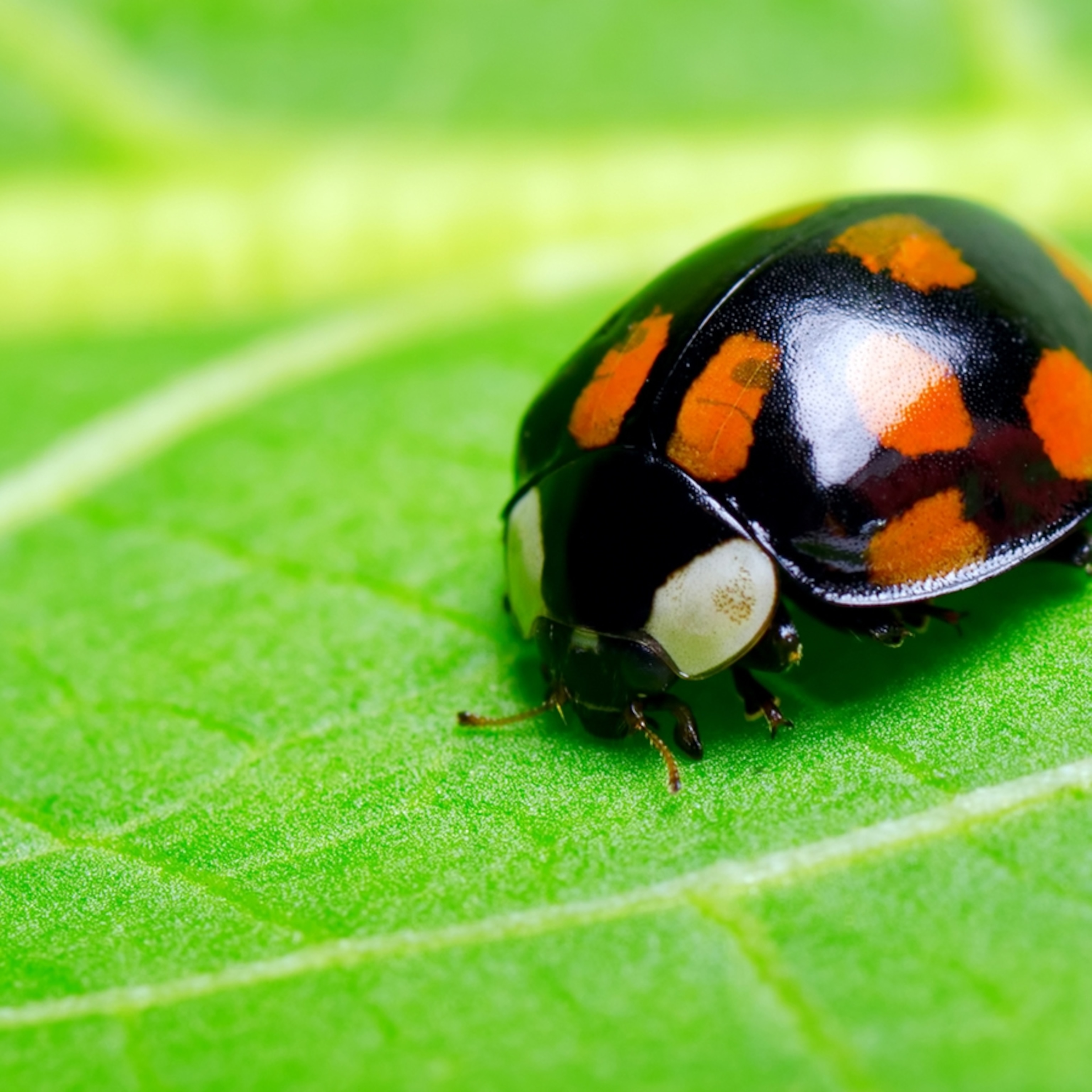 Why are ladybugs so popular?