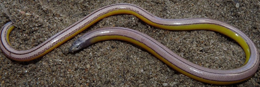 Why are legless lizards not classified as snakes?