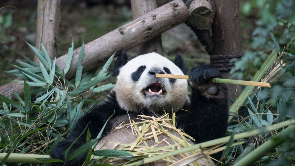 Why are pandas on the verge of extinction?