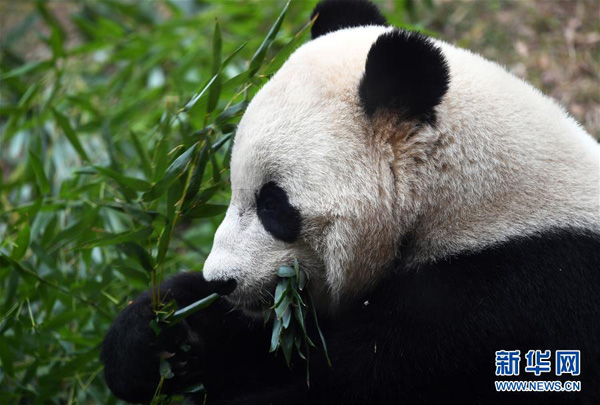 Why are pandas returned to China?