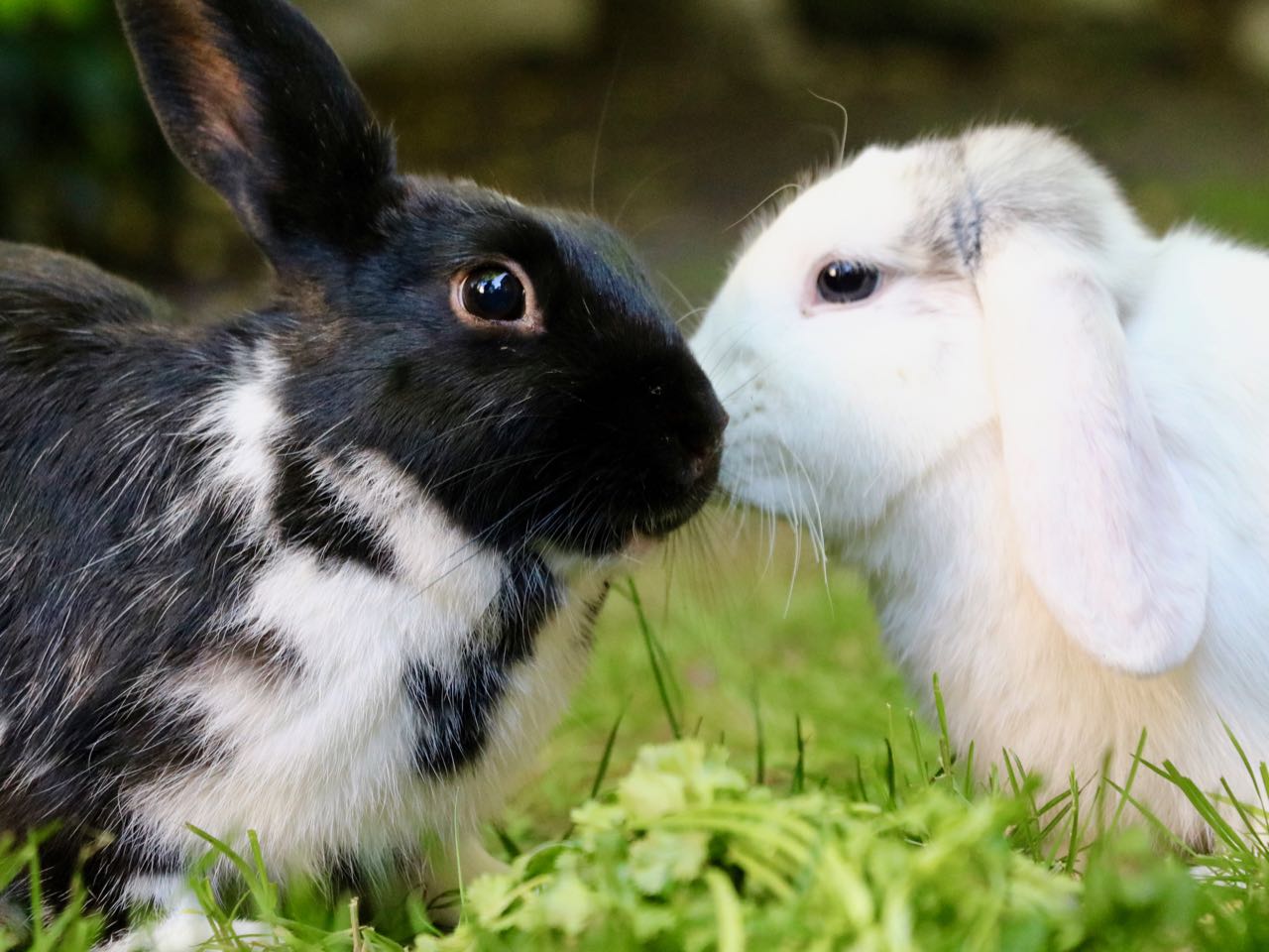 Why are rabbits better pets than dogs?