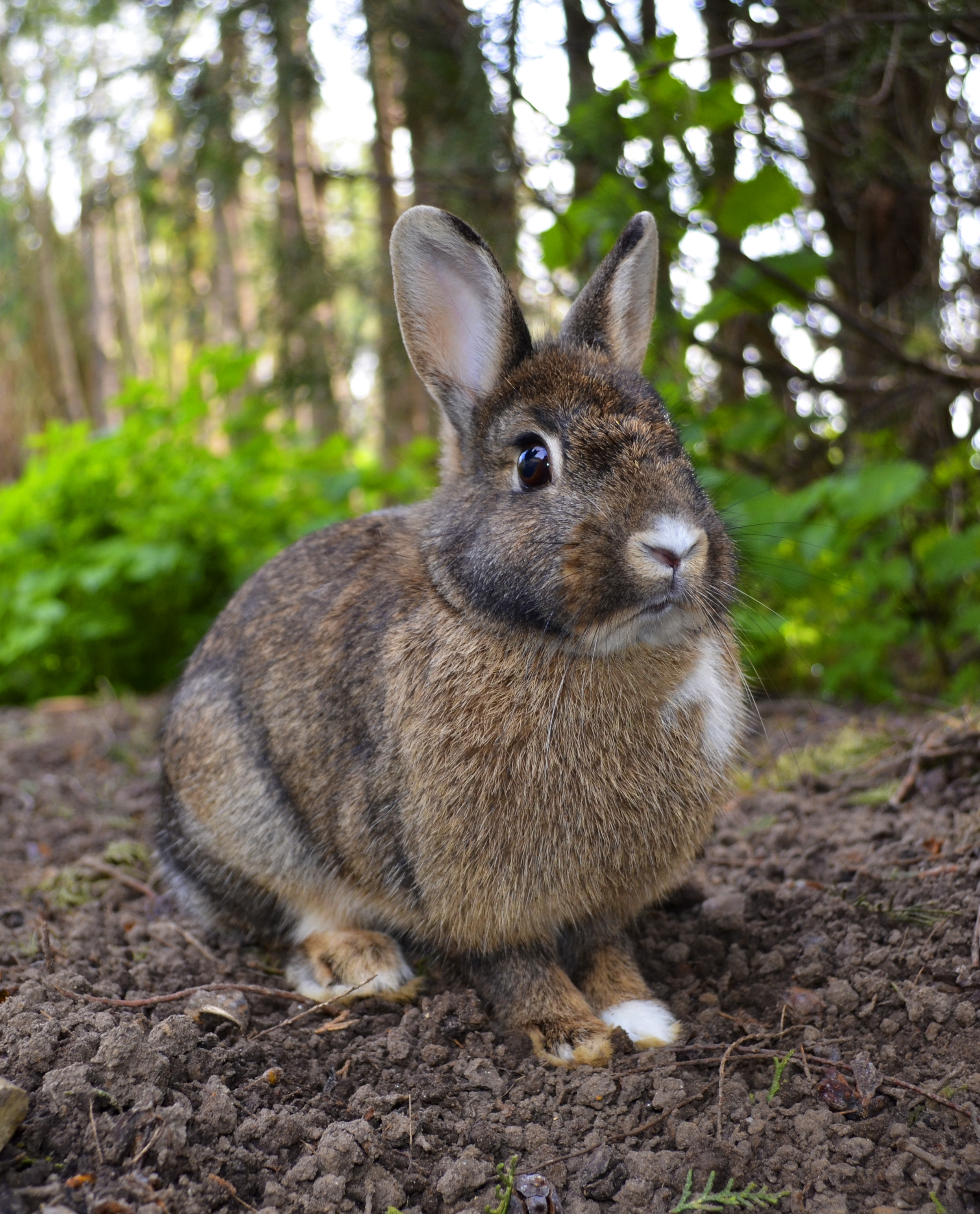 Why are rabbits classified as mammals?