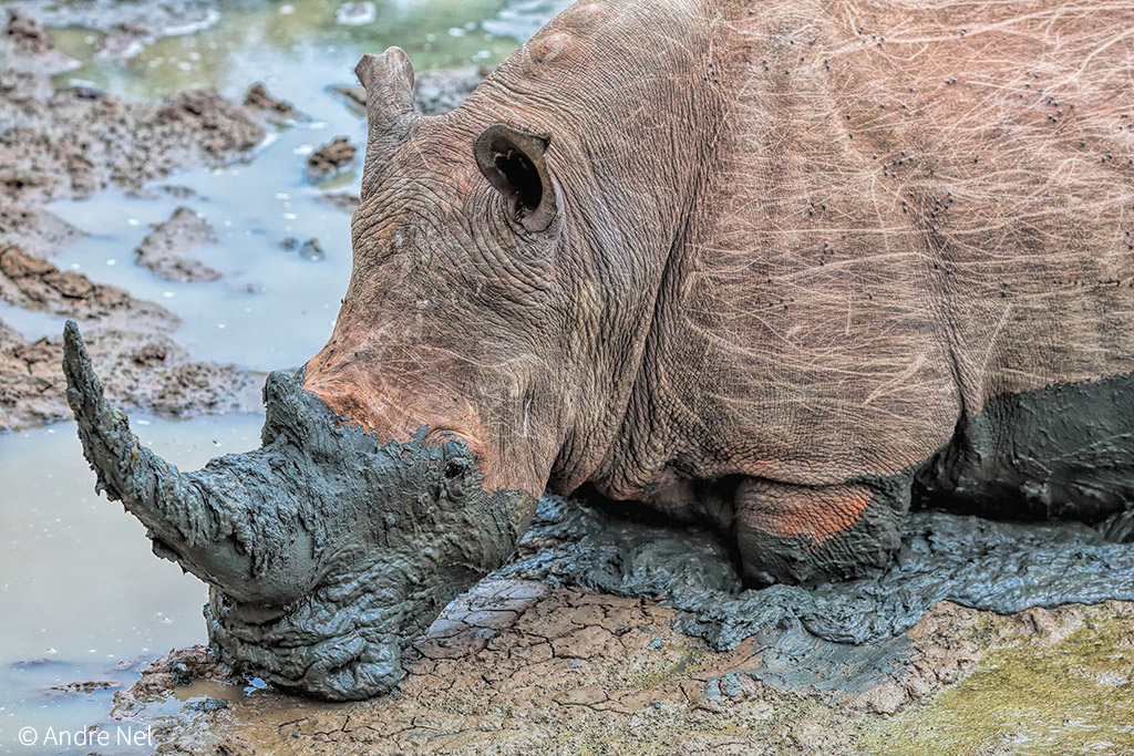 Why are rhinoceros useful to humans?