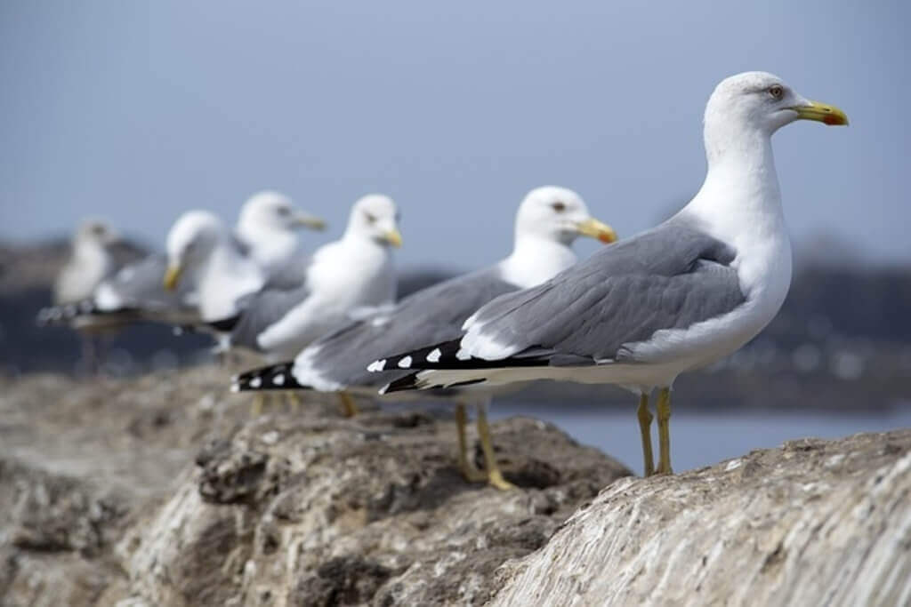 Why are seagulls an amazing bird?