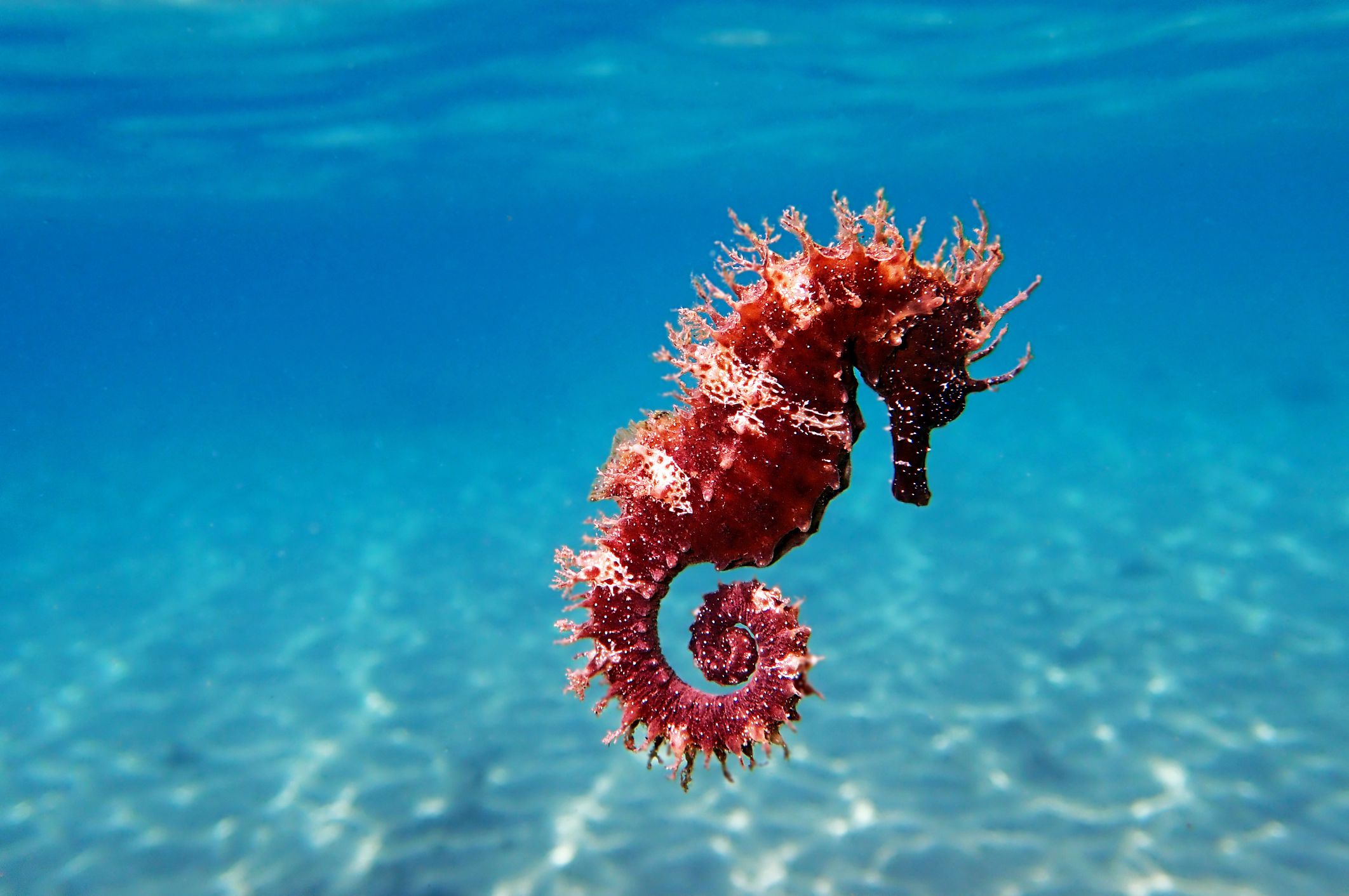 Why are seahorses so slow?