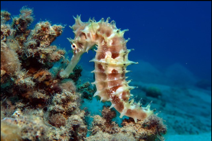 Why are seahorses the slowest swimmers?