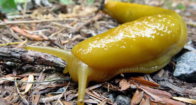 Why are slugs slow?