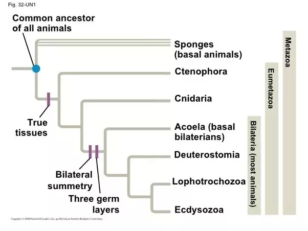 Why are sponges considered unique in the evolution of animals?