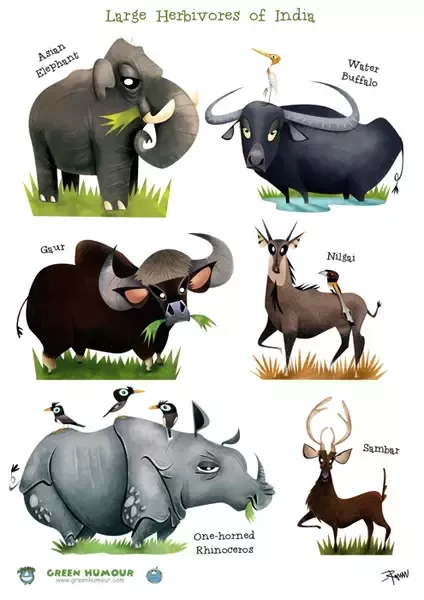 Why are the largest animals herbivores?