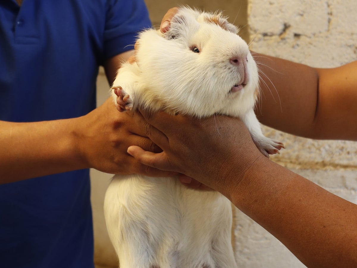 Why are there so many guinea pigs in Peru?