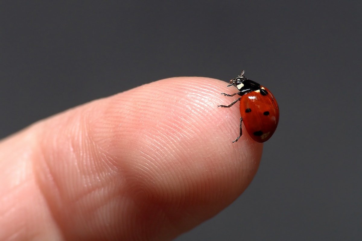 Why are there so many ladybugs in October?