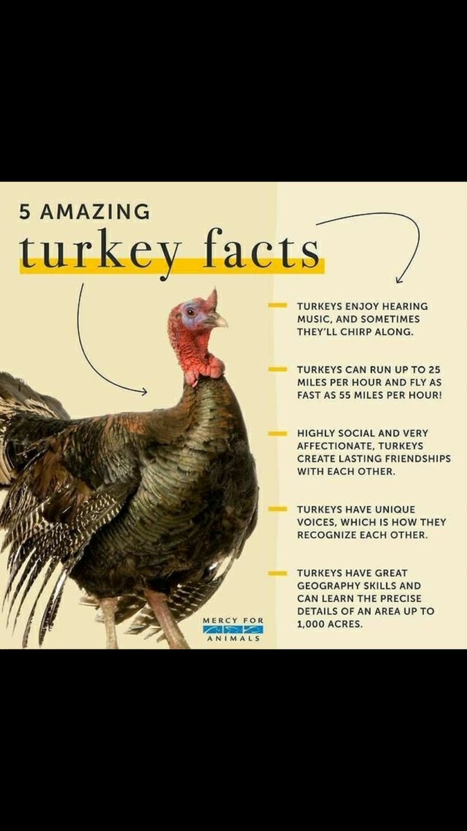 Why are turkeys so affectionate?