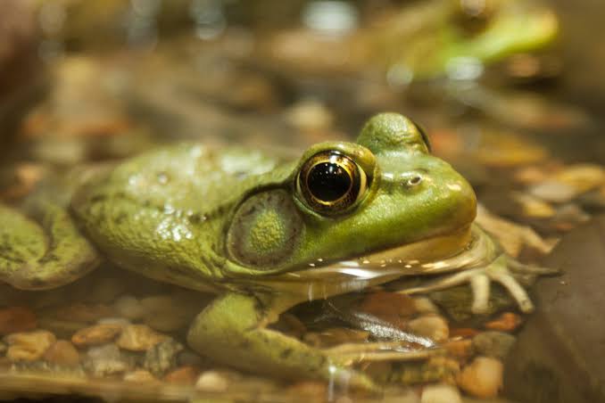 Why can't frogs turn their heads?