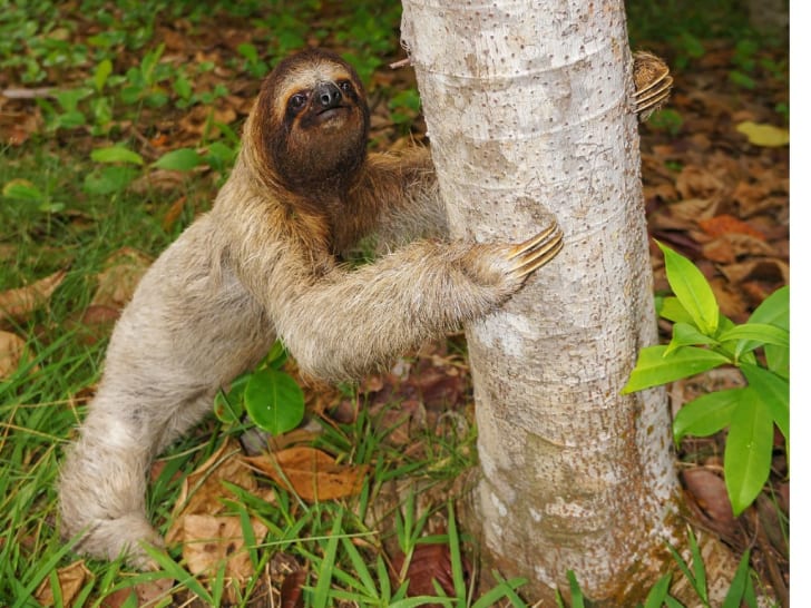 Why can't sloths stand up?