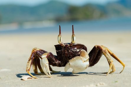 Why can't you eat a ghost crab?