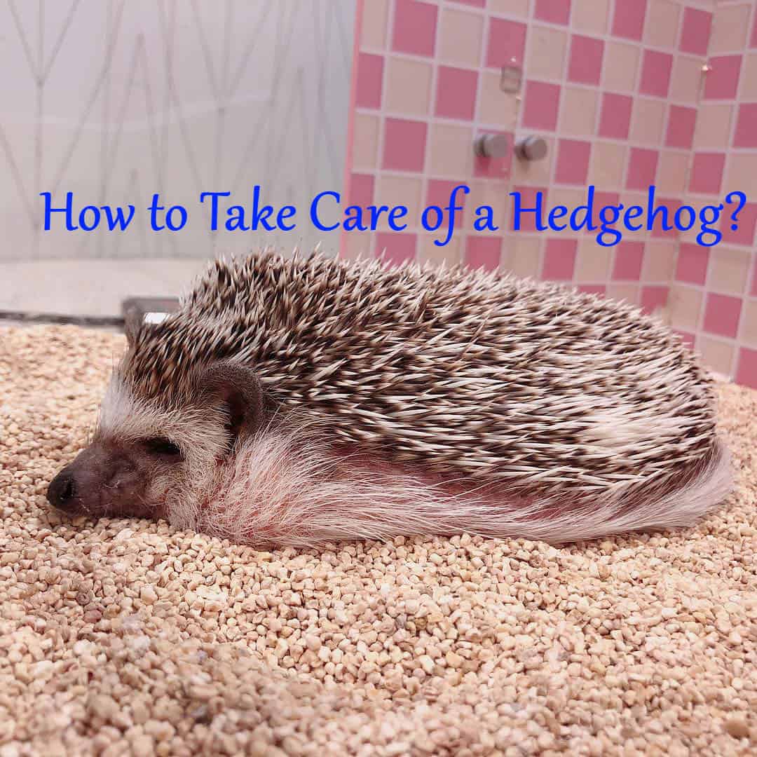 Why choose prickles for Hedgehog Care?