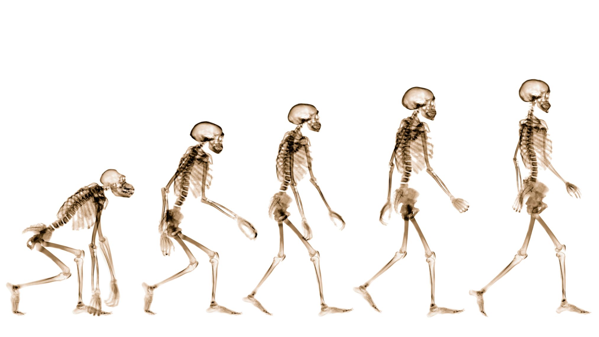 Why did bipedalism evolve in humans?