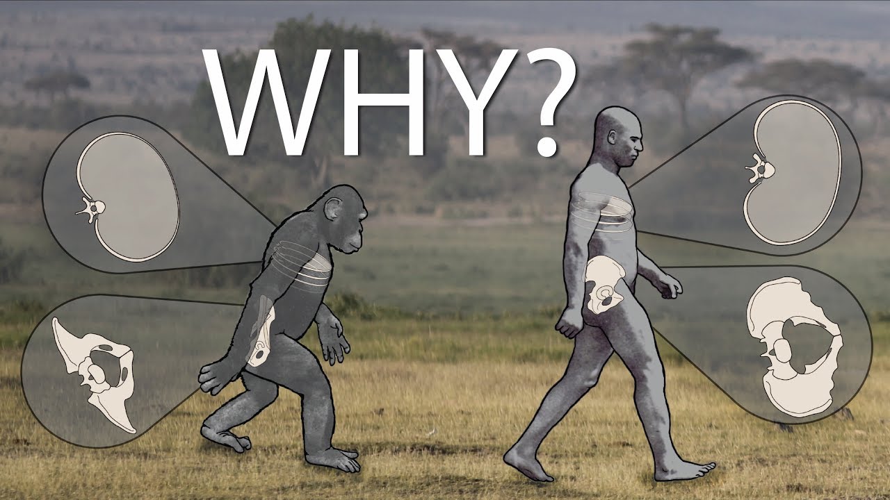 Why did humans evolve to walk on two legs?