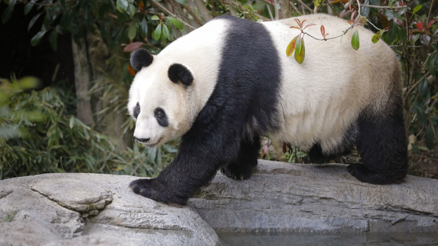 Why did the San Diego Zoo get rid of its pandas?