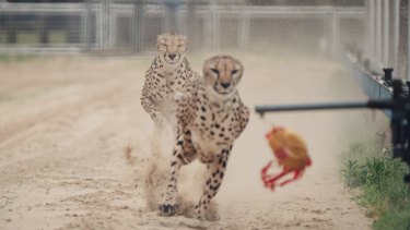 Why did the wild cheetah beat the Greyhound in the Olympics?