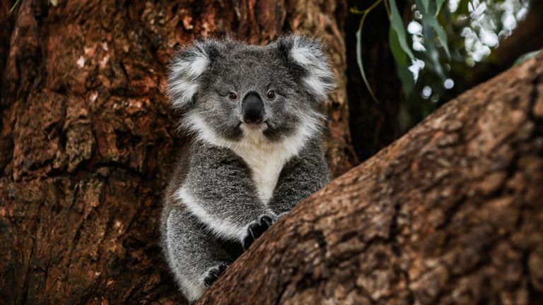 Why did we create koalas?