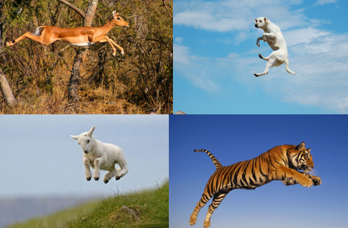Why do animals jump?