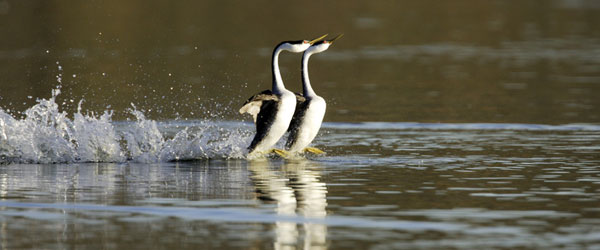 Why do animals walk on the surface of lakes?