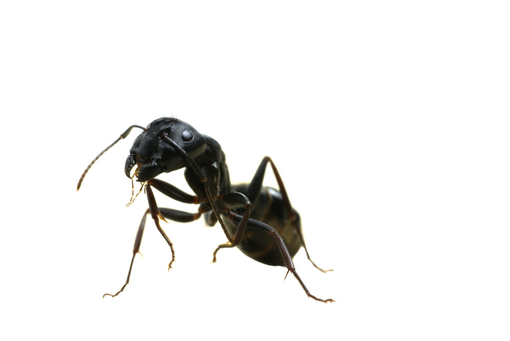 Why do ants stand on their back legs?