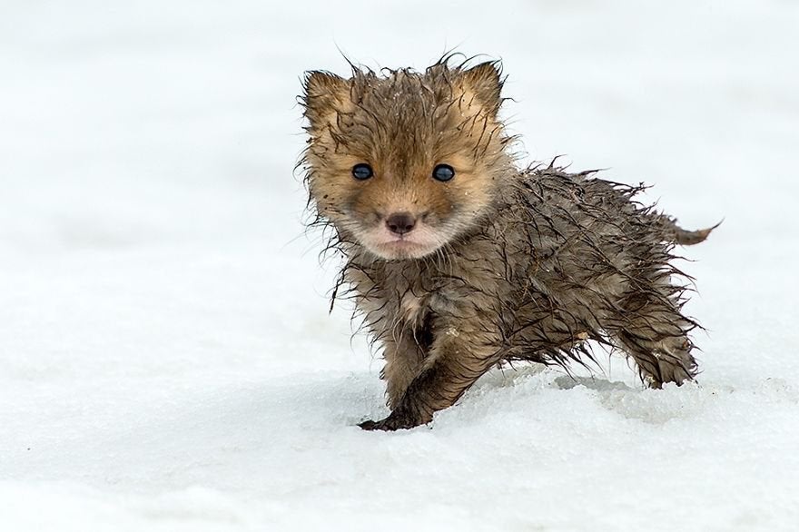 Why do Arctic foxes have large litters?