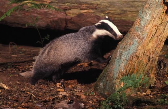 Why do Badgers have so many setts?