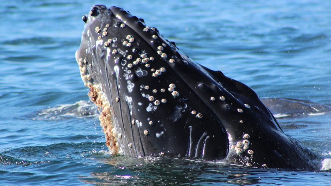 The Fascinating Dynamics Of Whales And Barnacles: A Commensalism ...