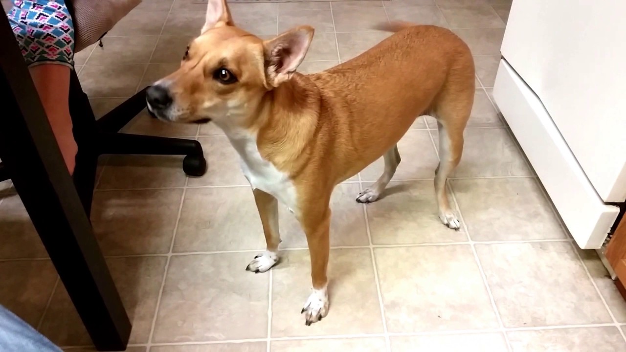 Why do Basenjis yodel?