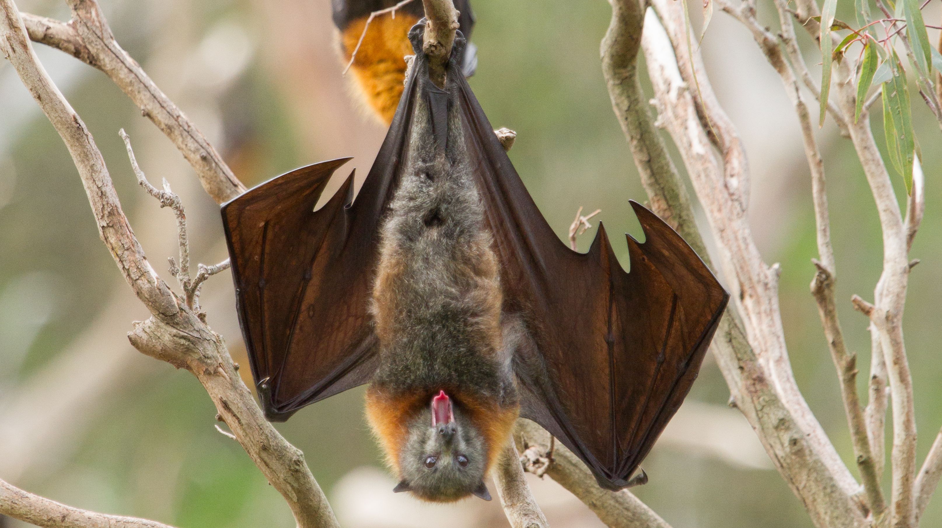 Why do bats hang upside down while they sleep?