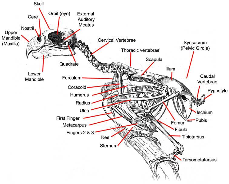 Why do birds have so many vertebrae?