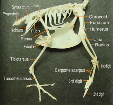Why do birds only have 13 25 bones?