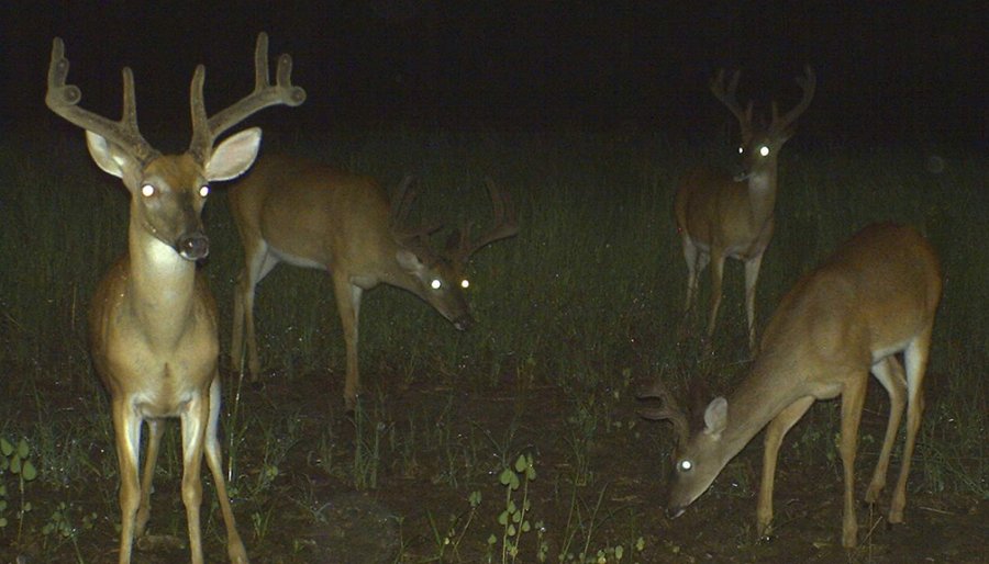 Why do bucks hang out together?