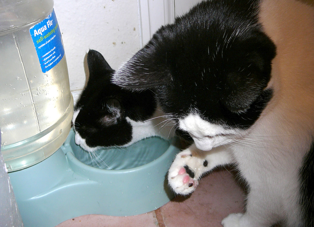 Why do Cats tap their paws before they drink water?