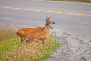 Why do deer live in large groups?