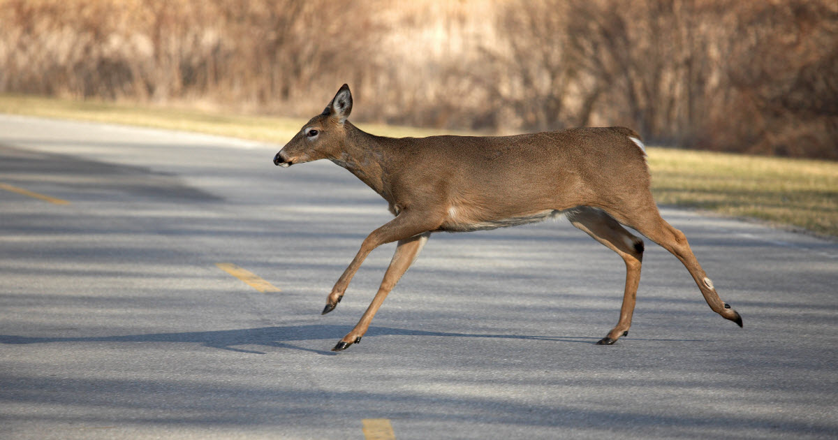 Why do deer walk in front of cars?