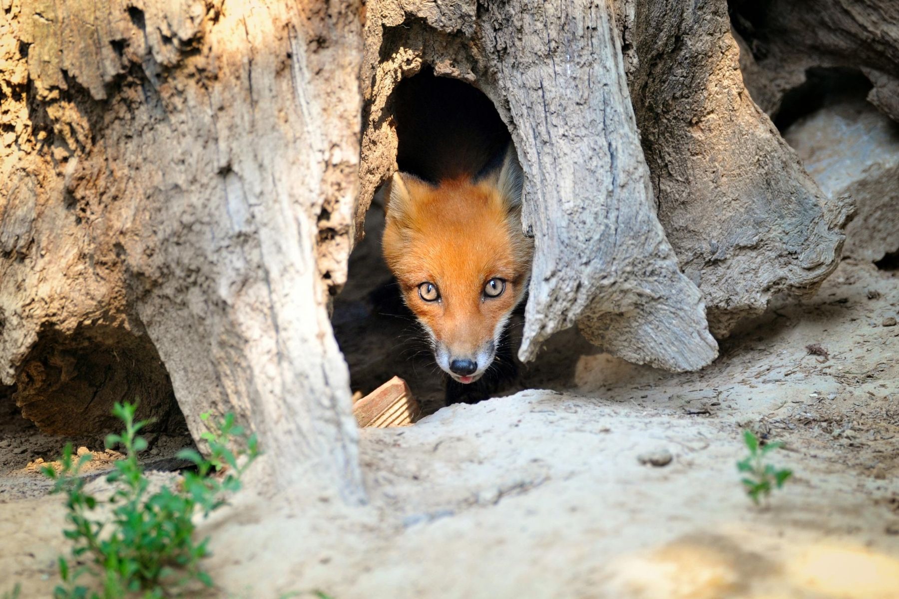 Why do desert foxes live in dens?