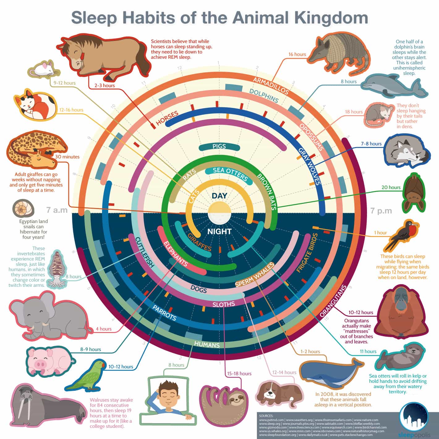 Why do different animals have different sleep habits?