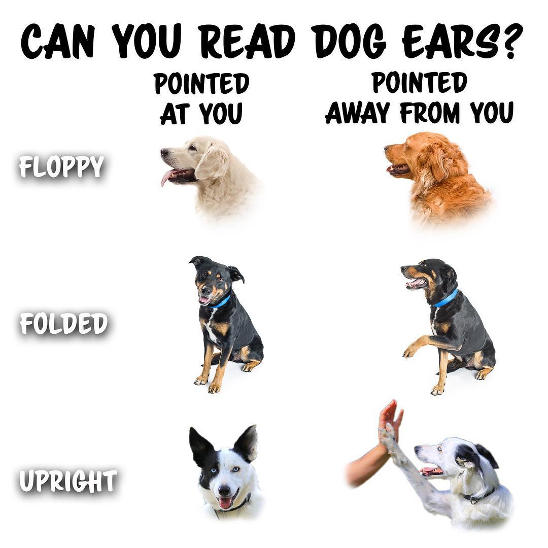 Why do dogs move their ears when they hear?