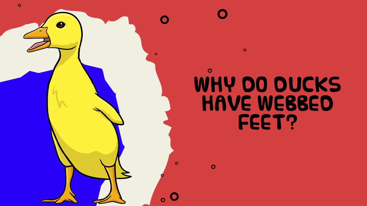 Why do ducks have webbed feet?
