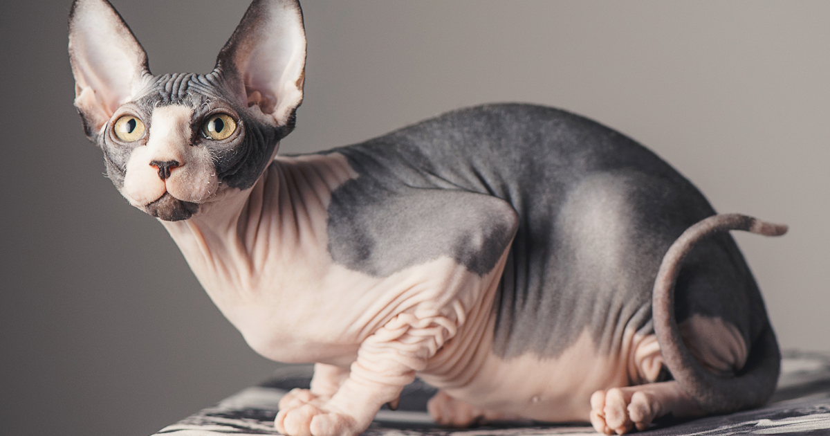 Why do Egyptian cats have no hair?