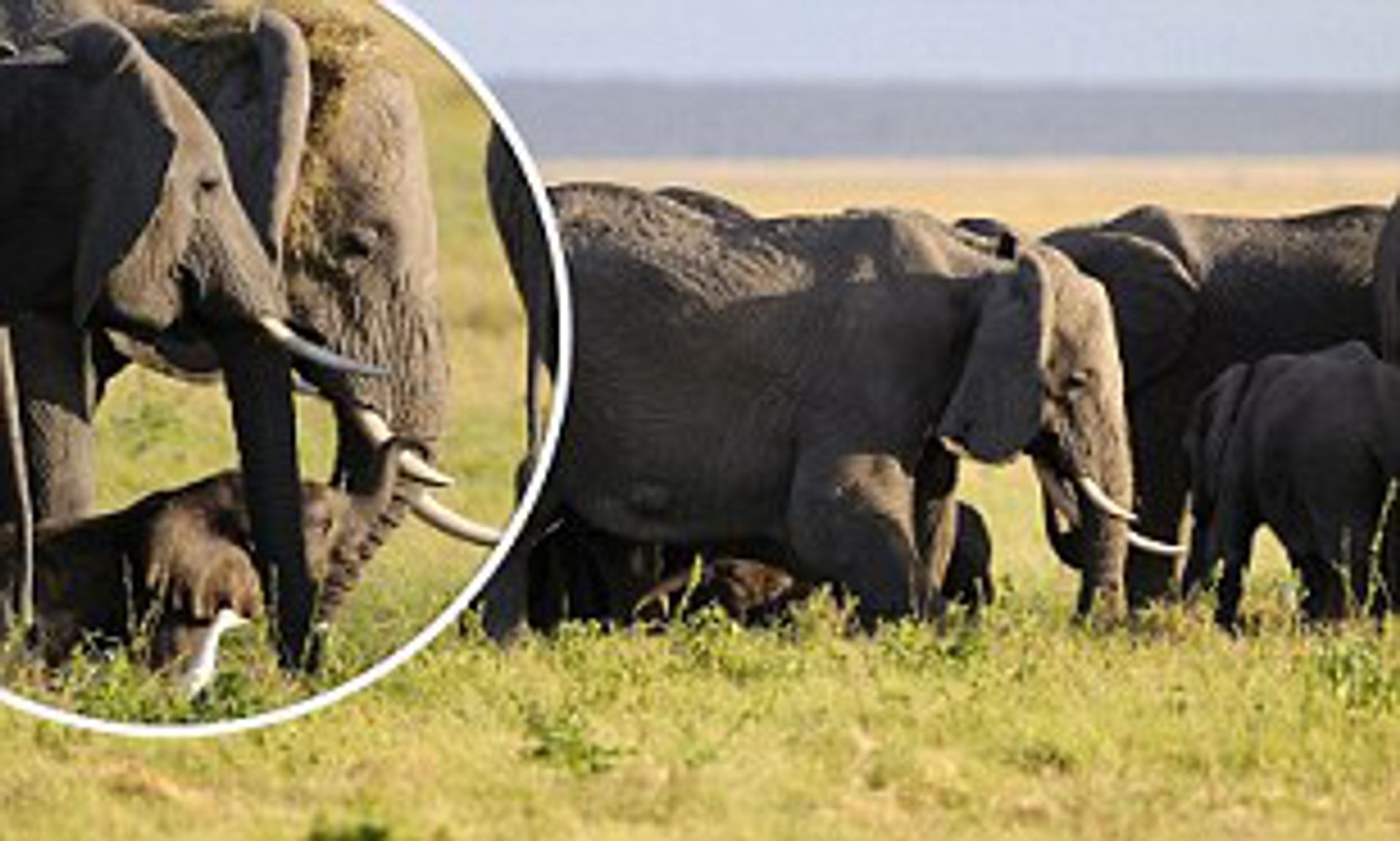 Why do elephants huddle around a female to give birth?