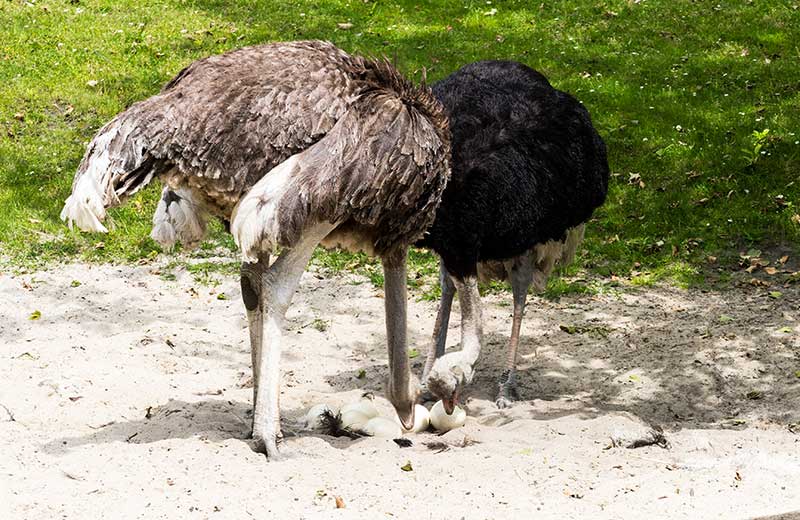Why do emus stick their head in the sand?